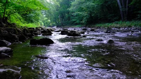 Small river stream in green forest Stock Footage 138452106