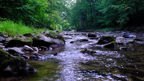 Small river stream in green forest Stock Footage 138452120