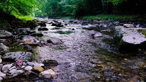 Small river stream in green forest Stock Footage 138452123