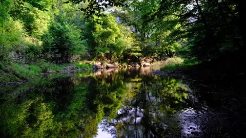 Small river stream in green forest Stock Footage 138452285