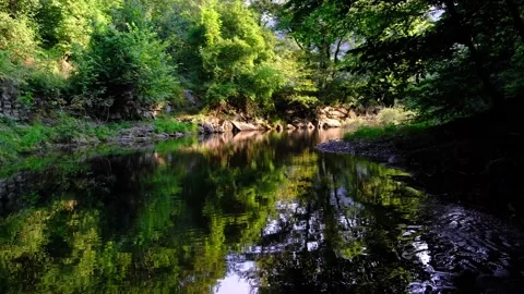 Small river stream in green forest Stock Footage 138452312