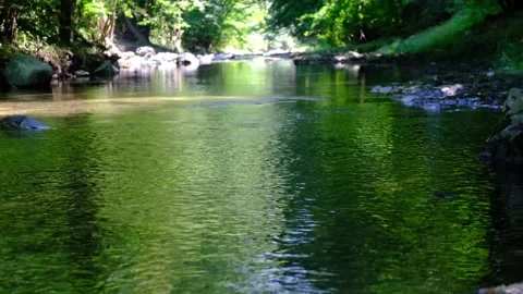 Small river stream in green forest Stock Footage 138452336