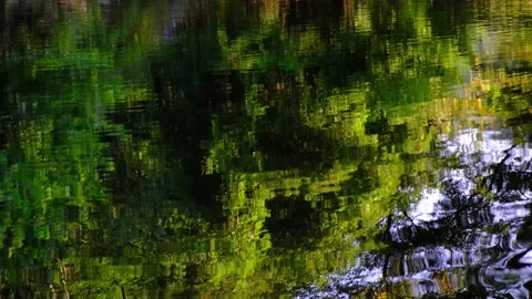 Small river stream in green forest Stock Footage 138452337