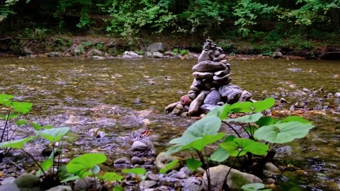 Small river stream in green forest Stock Footage 138452740