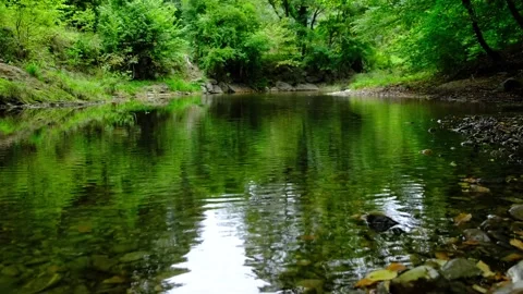 Small river stream in green forest Stock Footage 138452742