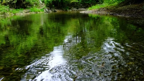 Small river stream in green forest Stock Footage 138452891