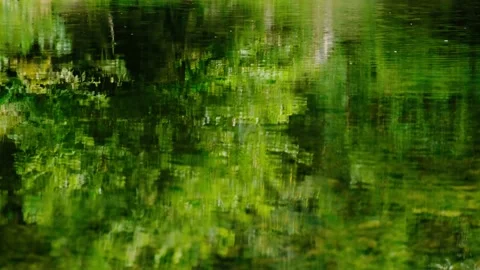 Small river stream in green forest Stock Footage 138452909