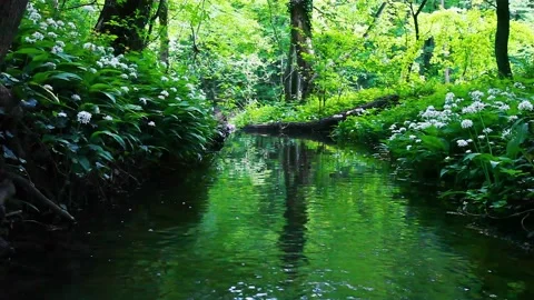 Small river stream in green forest Stock Footage 138457816