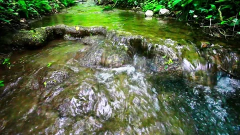 Small river stream in green forest Stock Footage 138457824