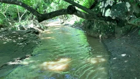 Small river stream on a jungle shade Stock Footage 165257671