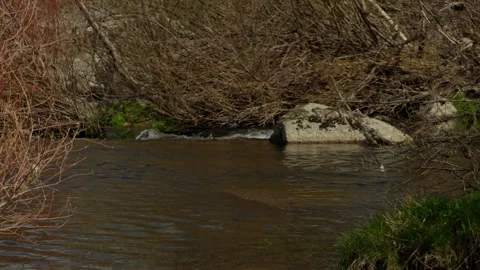 Small river stream moving calmly through a natural environment Stock Footage 335461686