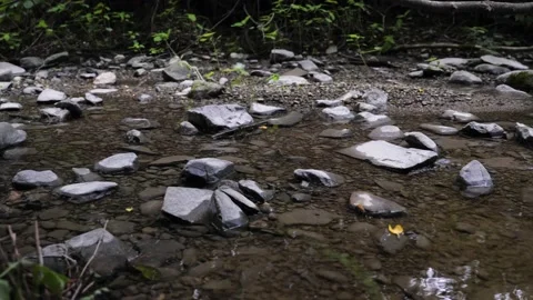 Small river stream rocks pond water flowing green plants nature forest 库存影片 156160650