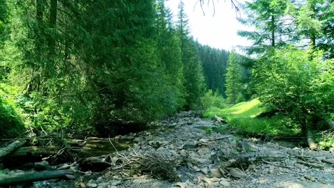 Small river stream in wood Stock Footage 285931607