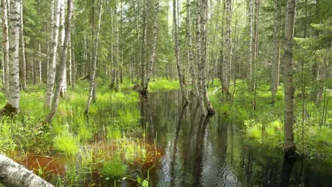 Small river streaming across flood forest Stock Footage 266488333