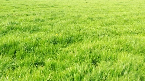 Small river streaming trough typical green Dutch landscape 動画素材 111664609