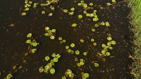 Small river streaming trough typical green Dutch landscape Video stock 111664619