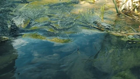 Small river at the summer day. Flowing water close-up, wet moss-covered stones Vídeos de archivo 78255751