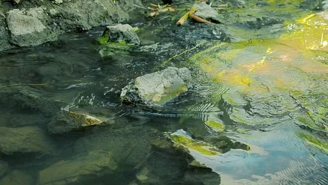 Small river at the summer day. Flowing water close-up, wet moss-covered stones Stock Footage 78475801