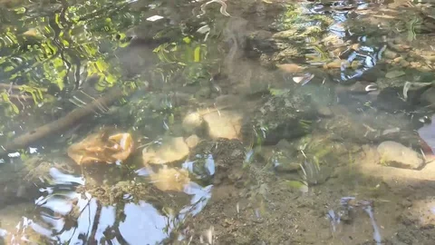 Small river in summer Stock Footage 116174716