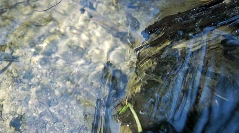 Small river in summer forest 库存影片 38706943