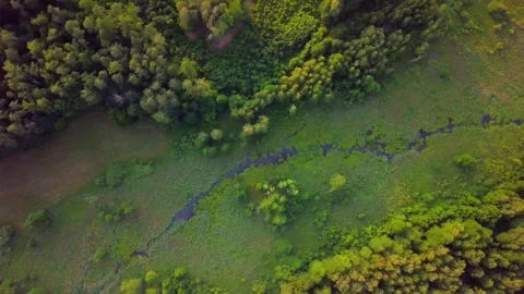 Small river in summer forest - top down aerial view. Stock Footage 245308916