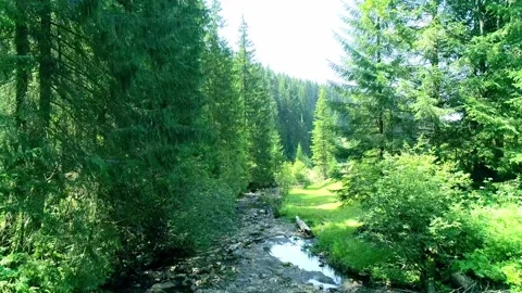 Small river surround green forest and grass Stock Footage 292655608