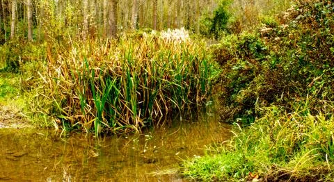 Small river surrounded with forest Stock Photos