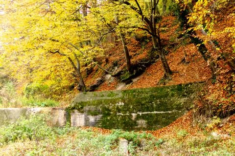 Small river surrounded with forest Stock Photos