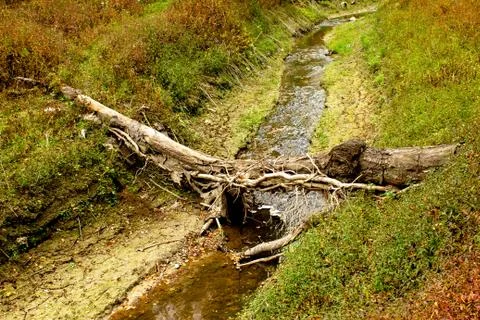 Small river surrounded with forest Stock Photos