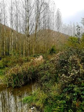 Small river surrounded with forest Stock Photos