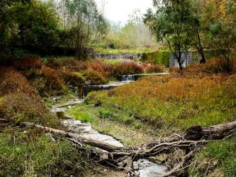 Small river surrounded with forest Stock Photos