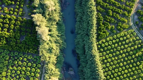Small river surrounded by trees. Aerial view. Stock Footage 258285346