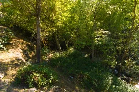 A small river in the thick of the forest Foto stock