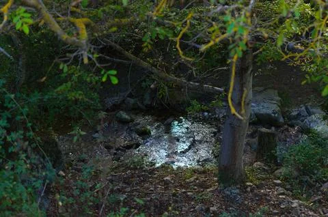 A small river in the thick of the forest Stock Photos