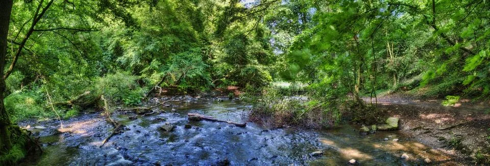 Small River through Forest Stock Photos