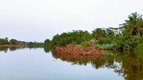 Small river through green trees Stock Footage 318694361