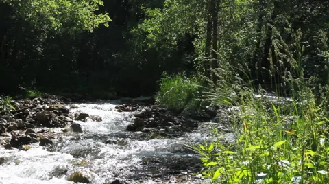 Small river through the woods Stock Footage 44346929