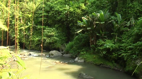 Small River in the trees and rain forest in Bali Stock Footage 41379648