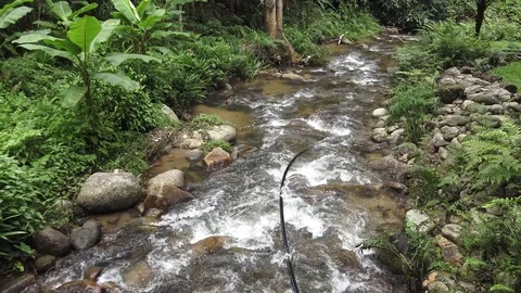 Small river in a tropical forest. Stock Footage 78978637