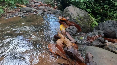 Small river in tropical forest mountains during autumn leaves fall Stock Footage 319879618