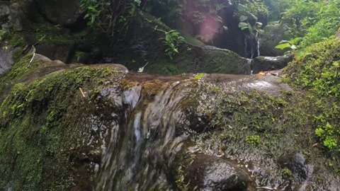 Small river in tropical rain forest flowing clear. Stock Footage 319799868
