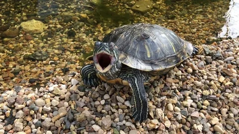 Small river turtle Stock Footage 83048899