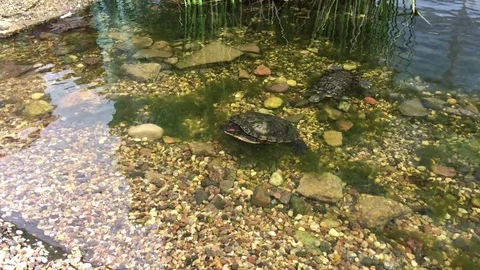 Small river turtle 库存影片 83049104