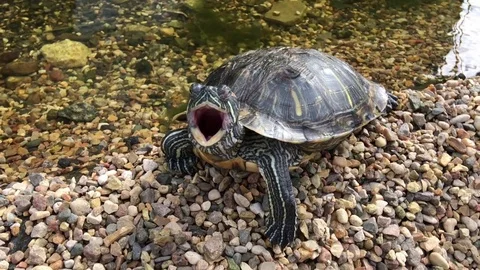 Small river turtle 库存影片 83049266