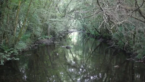 Small river under green vegetation in Galicia, Spain Stock Footage 319353880