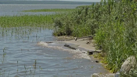 Small river waves washing onto grassy sandy shore in summer 库存影片 337390535