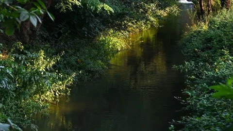 Small river in the wild nature Stock Footage 113960374
