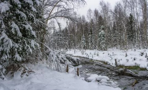 A small river in the winter forest. Stock Photos