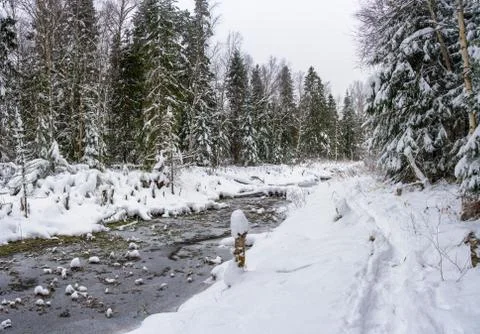 A small river in the winter forest. Stock Photos