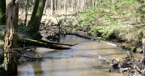Small river in the woods Stock Footage 274437279